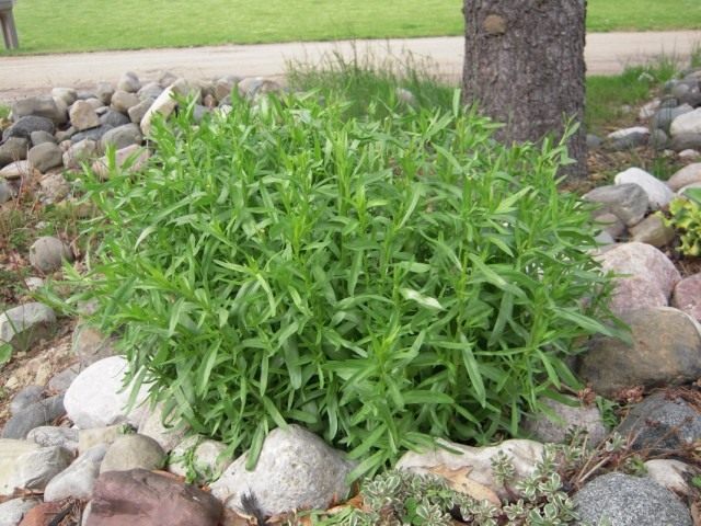 Полынь эстрагонная, или эстрагон, или тархун (Artemisia dracunculus) Полынь эстрагонная, или эстрагон, или тархун (Artemisia dracunculus)