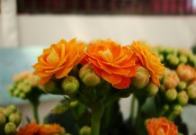 Каланхоэ Блоссфельда (Kalanchoe blossfeldiana)