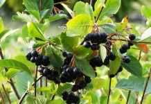 Арония черноплодная, или Черноплодная рябина (Aronia melanocarpa)