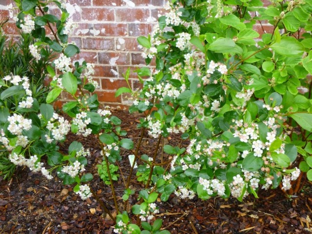 Арония черноплодная, или Черноплодная рябина (Aronia melanocarpa) Арония черноплодная, или Черноплодная рябина (Aronia melanocarpa)