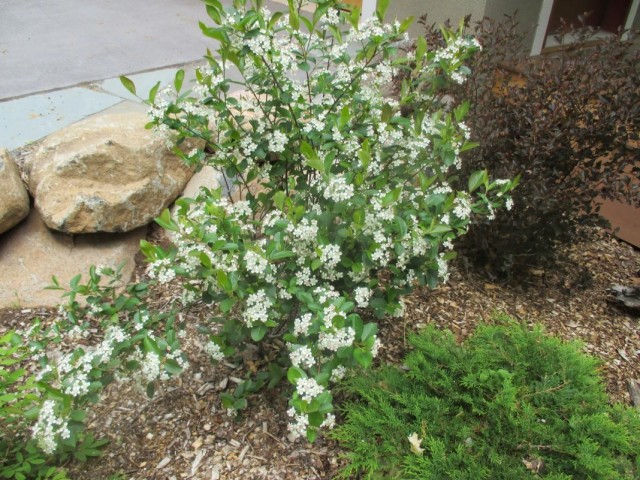 Арония черноплодная, или Черноплодная рябина (Aronia melanocarpa) Арония черноплодная, или Черноплодная рябина (Aronia melanocarpa)
