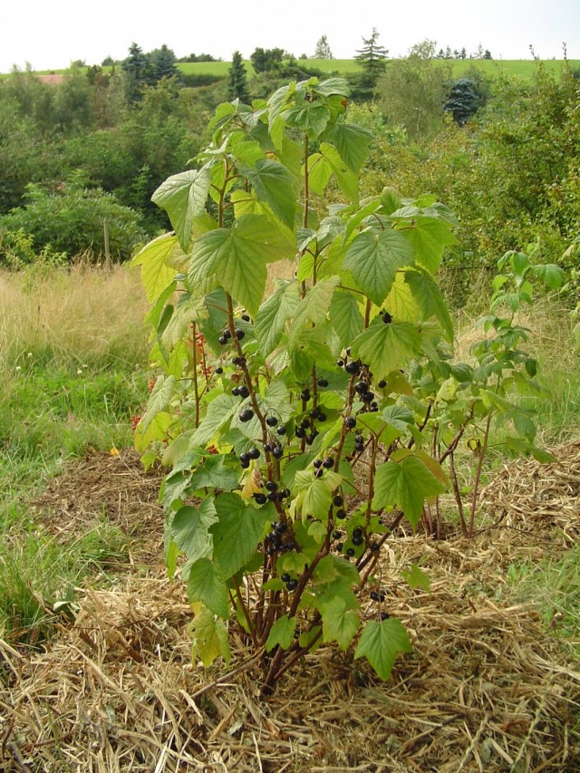 Куст чёрной смородины
