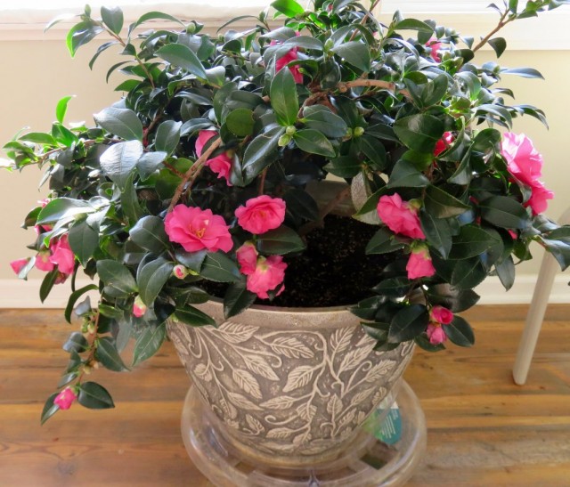 Камелия японская (Camellia japonica)