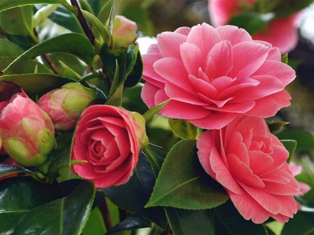 Камелия японская (Camellia japonica)