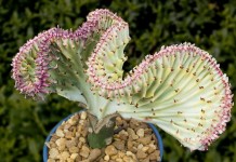 Молочай молочный формы кристата, форма вариегата (Euphorbia lactea f. cristata f.variegata)