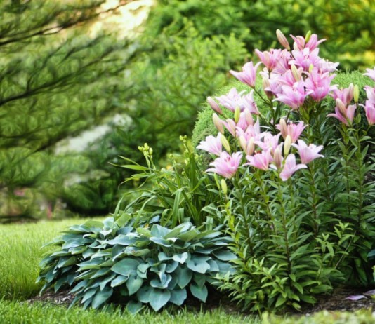 Цветник из лилейников, лилий и хост