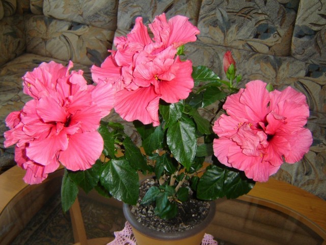 Гибискус (Hibiscus)