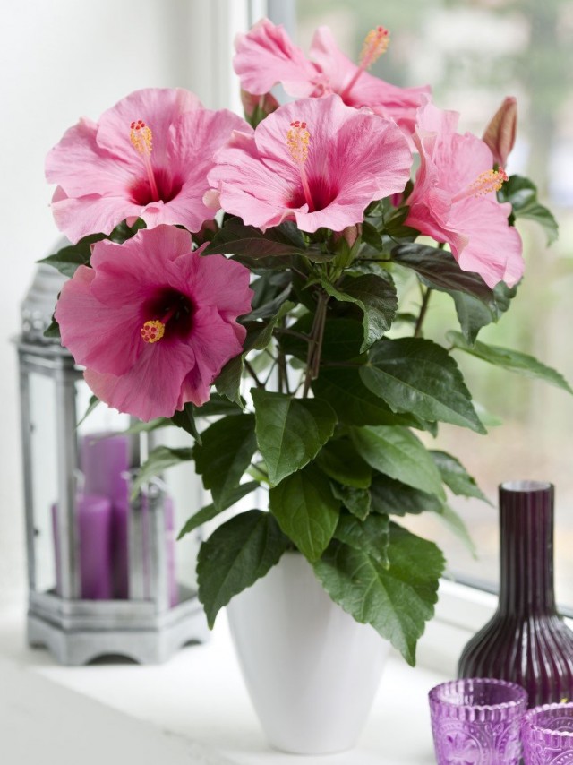 Гибискус (Hibiscus)