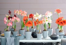 Гиппеаструм (Hippeastrum)