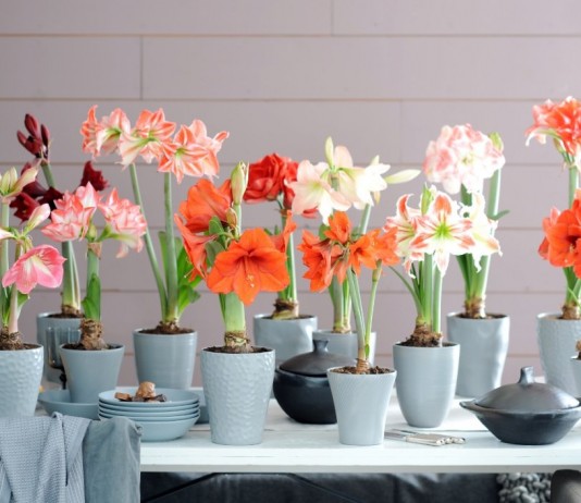 Гиппеаструм (Hippeastrum)