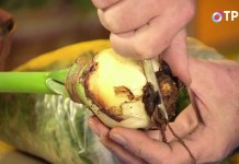 Зачищаем сгнившие корни на донышке луковицы гиппеаструма