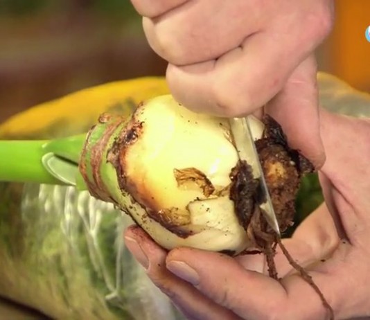 Гиппеаструм – пересадка и лечение загнивших луковиц - Вредители и болезни Зачищаем сгнившие корни на донышке луковицы гиппеаструма