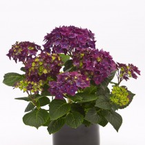 Гортензия крупнолистная «Дип Пёрпл» (Hydrangea macrophylla 'Deep Purple')