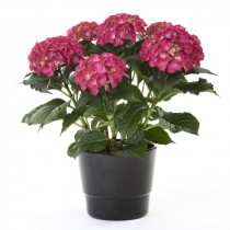 Гортензия крупнолистная «Ред Энджел» (Hydrangea macrophylla 'Red Angel')