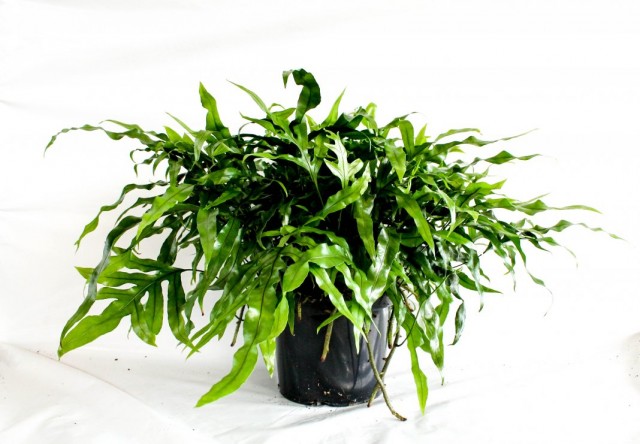 Микросорум разнолистный (Microsorum diversifolium) Микросорум разнолистный (Microsorum diversifolium)