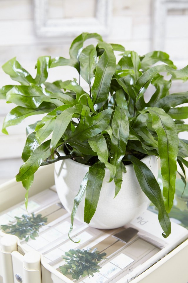 Микросорум разнолистный (Microsorum diversifolium) Микросорум разнолистный (Microsorum diversifolium)