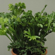 Микросорум точечный (Microsorum punctatum) Микросорум точечный (Microsorum punctatum)