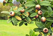 Мушмула германская (Mespilus germanica)