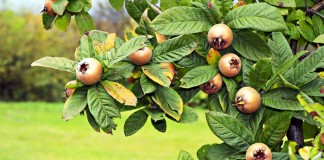 Мушмула германская (Mespilus germanica)