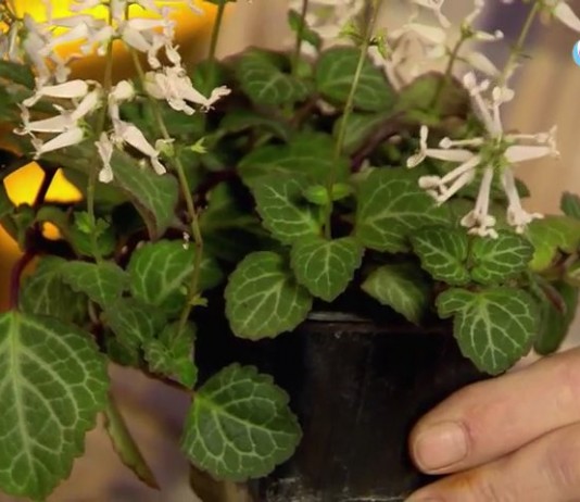 Растение плектрантус в посадочном контейнере