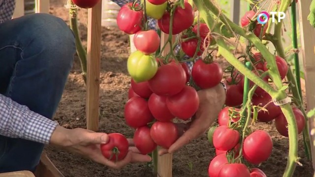 Томаты гибридного сорта «Малиновая империя»