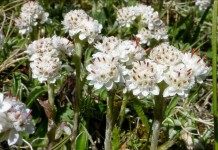 Кошачья лапка двудомная, или Антеннария двудомная (Antennaria dioica)