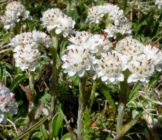 Кошачья лапка двудомная, или Антеннария двудомная (Antennaria dioica)