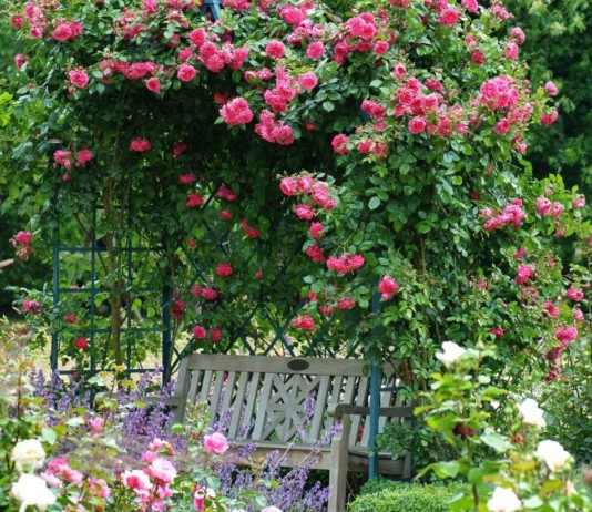 Лучшие лианы для беседок и пергол - Цветы многолетние Розы плетистые на беседке