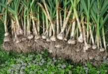 Чеснок посевной (Allium sativum)