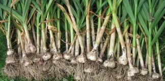 Чеснок посевной (Allium sativum)