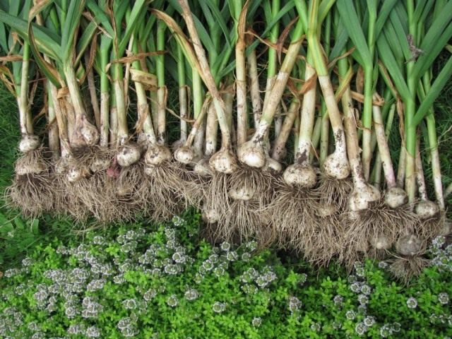 Чеснок посевной (Allium sativum)
