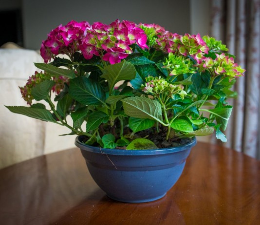 Гортензия крупнолистная в интерьере