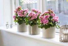 Бегония элатиор (Begonia elatior)