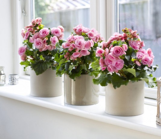 Красивоцветущие бегонии — неповторимое шоу - Красивоцветущие Бегония элатиор (Begonia elatior)