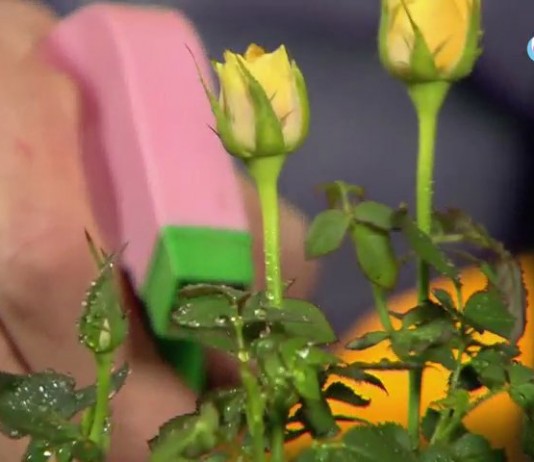 В квартирах воздух очень сухой и розы следует часто опрыскивать