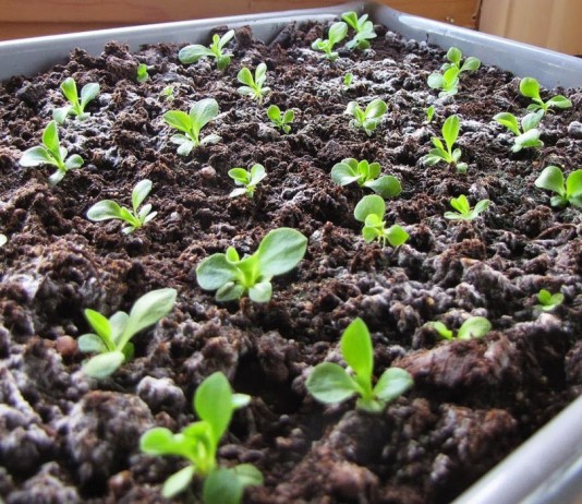 Рассада цветов