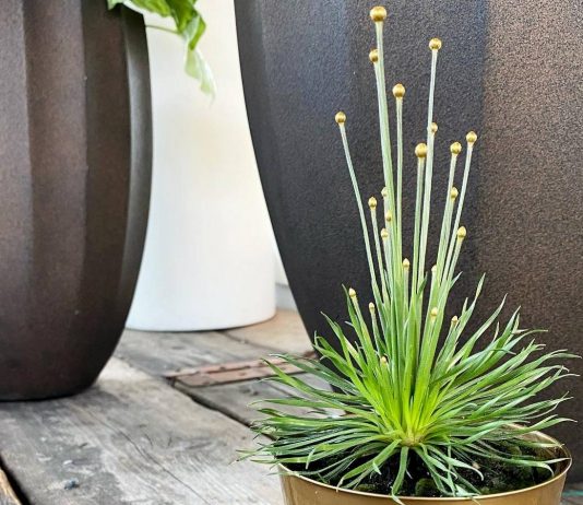 Сингонантус — ультрасовременный комнатный злак