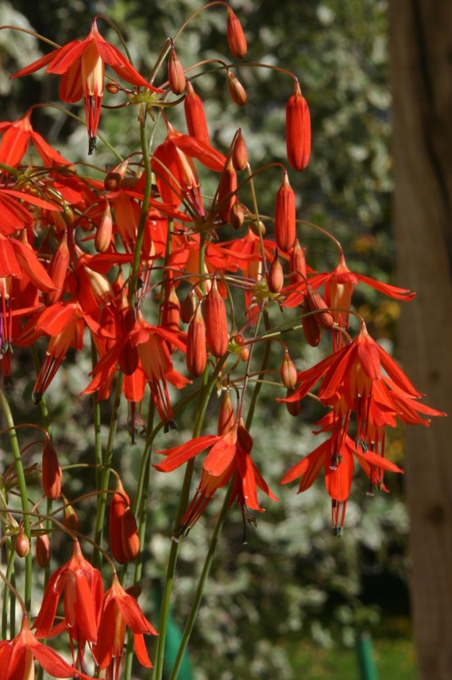 Бессера изящная (Bessera elegans)