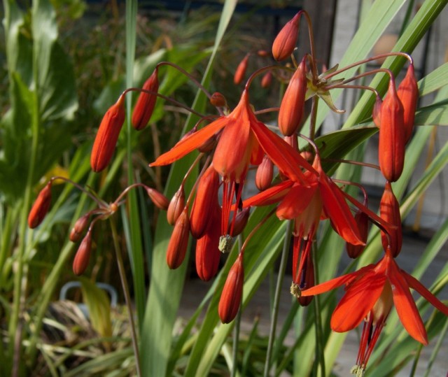 Бессера изящная (Bessera elegans)