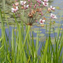 Сусак зонтичный (Butomus umbellatus) Сусак зонтичный (Butomus umbellatus)