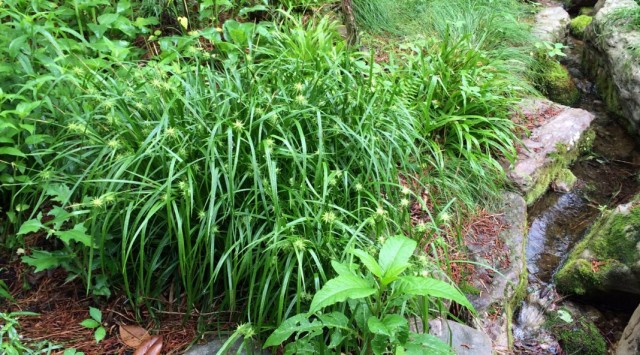 Осока Грея (Carex grayi)