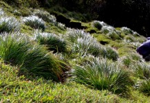 Полевичка (Eragrostis)