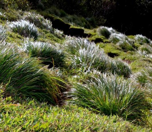 Полевичка — королева аранжировок и пейзажных зарослей - Цветник и ландшафт Полевичка (Eragrostis)