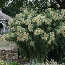 Посконник пятнистый (Eupatorium maculatum)