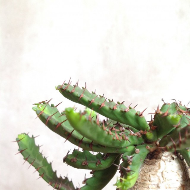 Молочай звездчатый (Euphorbia stellata)