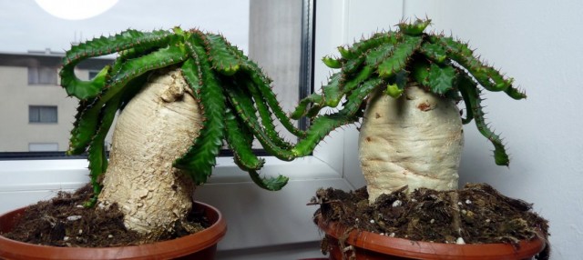 Молочай звездчатый (Euphorbia stellata)