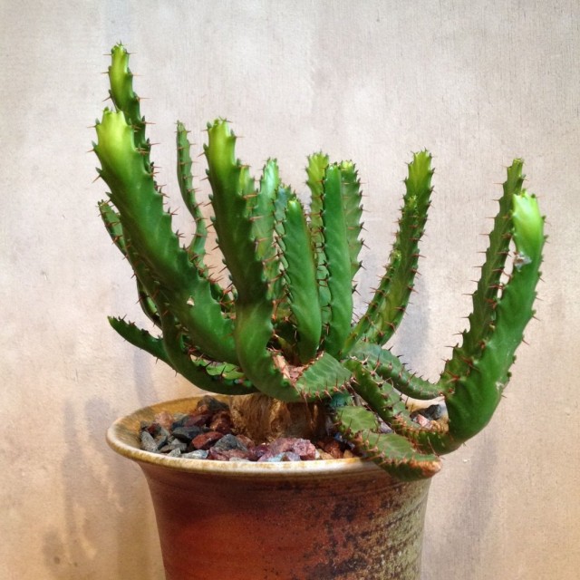 Молочай звездчатый (Euphorbia stellata)