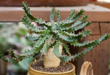 Молочай звездчатый (Euphorbia stellata)