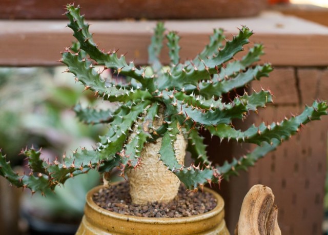 Молочай звездчатый (Euphorbia stellata)