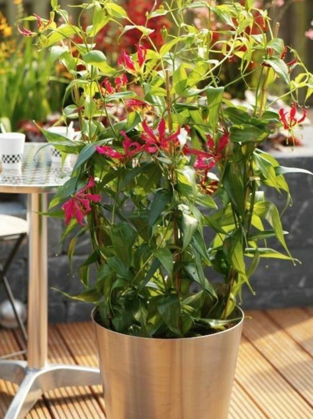 Глориоза роскошная (Gloriosa superba)